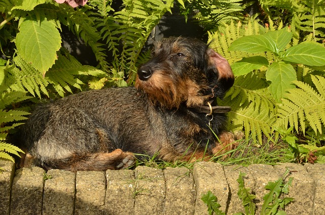 Plants that clearance keep dogs away