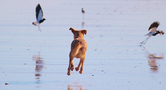 Common Problems With Bird Dogs