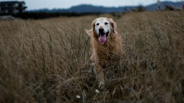 Hunting with Senior Dogs