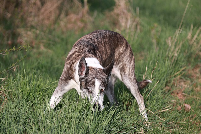 Training Tips for Your Shed Dog Antler Dog