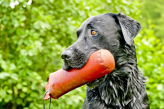 what is the difference between a british lab and an american lab