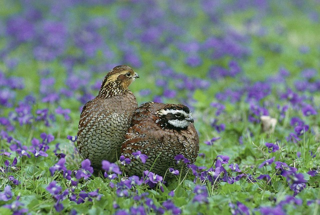 Where to get dog training birds