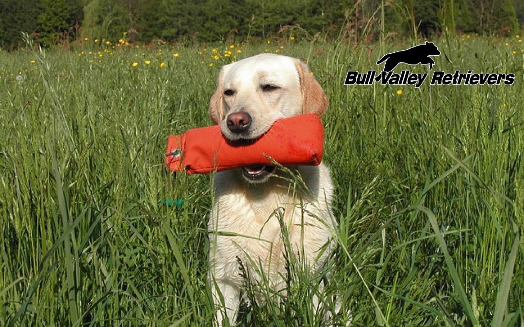 Retriever training drills can be done both inside and outside. Here are four drills that can help improve your retriever’s skills