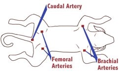 Dog Emergency Response in a Severe Bleeding Injury