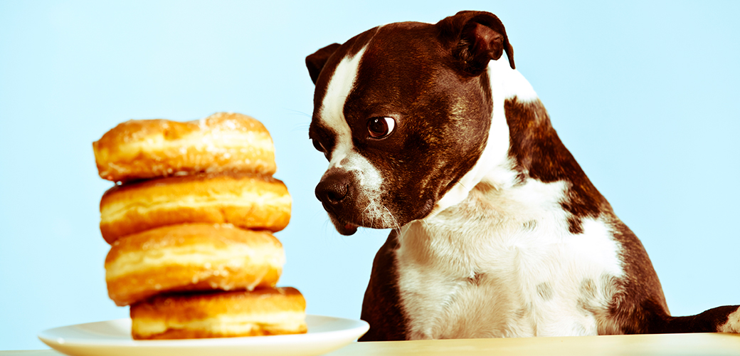 Table Foods That Are Not Pet Friendly
