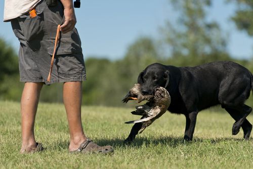 Teaching a Gun Dog to Heel - YouTube