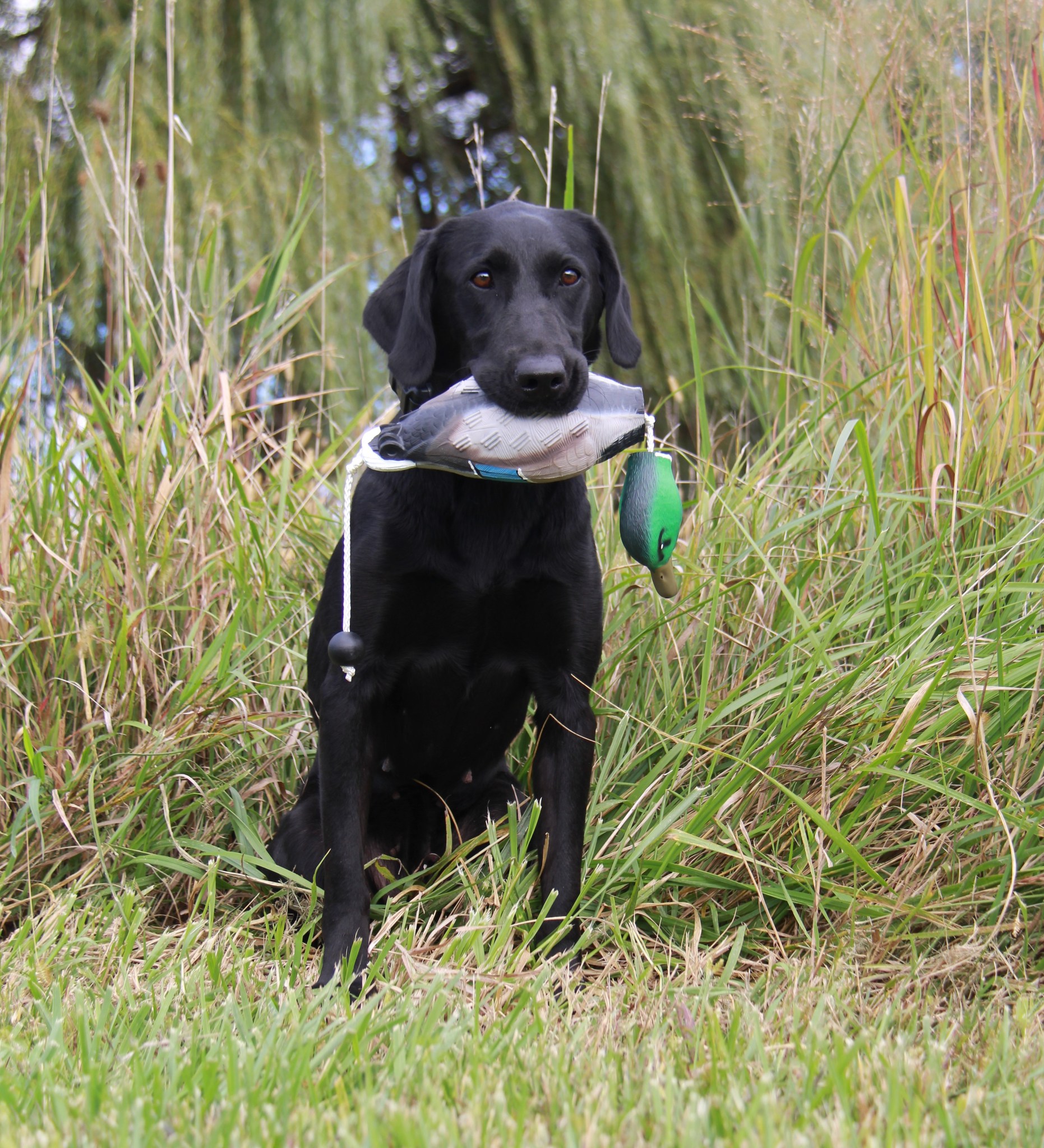 grace labrador retriever puppies available