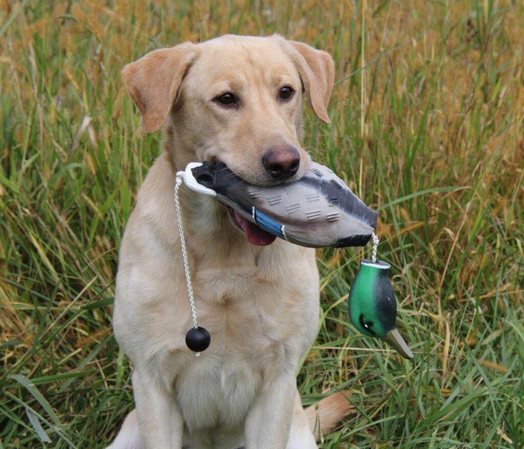 louie hunting labrador retriever puppy stud