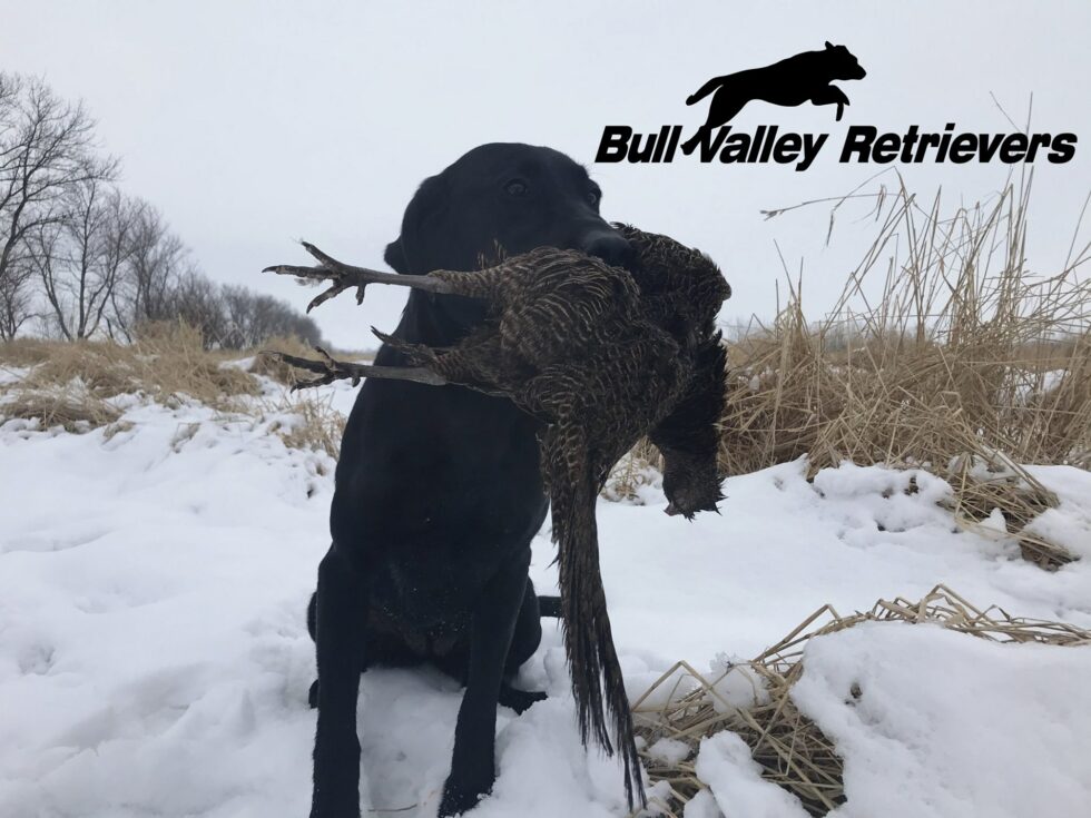 Overall Retriever Training Available at Bull Valley Retrievers Bull